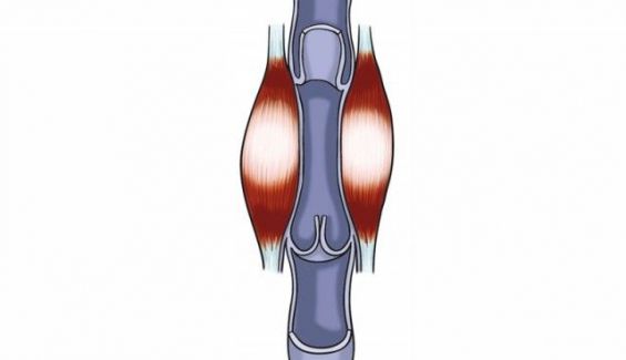 retorno venoso thumb e