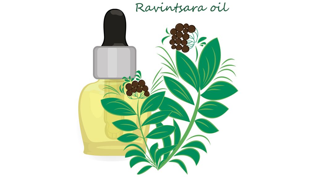 Aceite esencial del árbol de Ravintsara