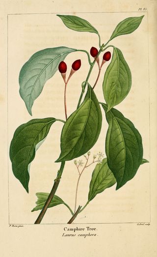 Cinnamomum camphora o árbol Ravintsara Cinnamomum camphora o árbol Ravintsara