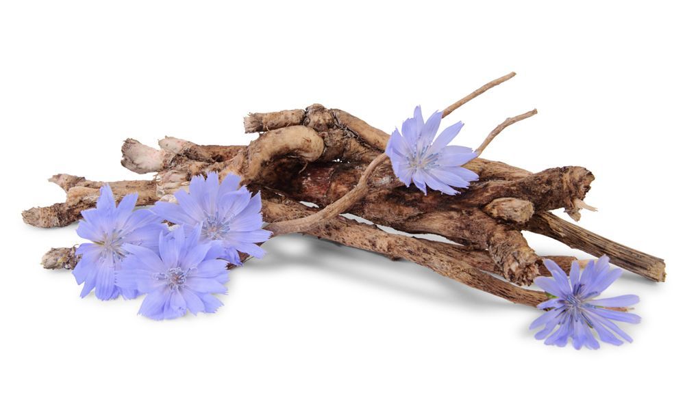 achicoria flor y raiz achicoria flor y raiz