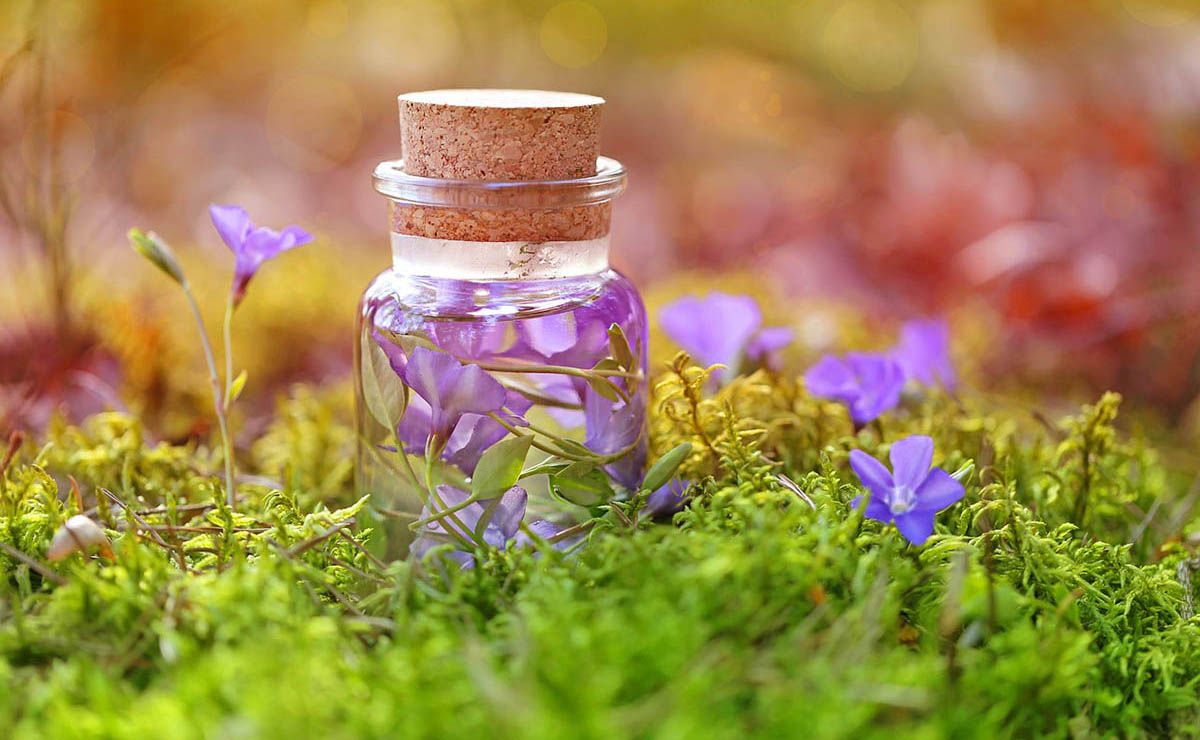 El botiquín de plantas medicinales