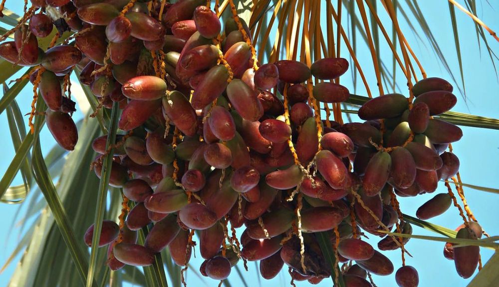 Datiles en la palmera