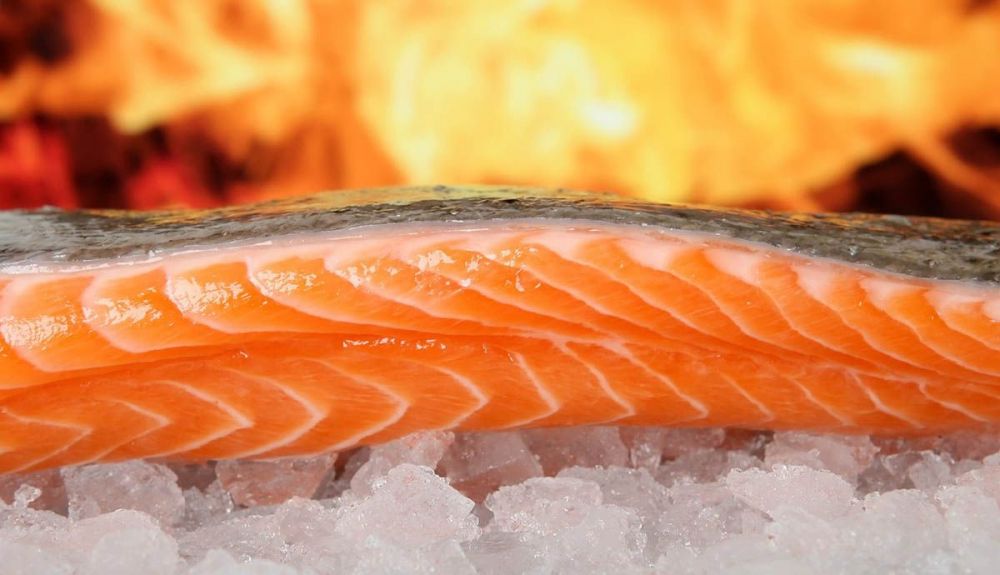 salmon 1238662 1280