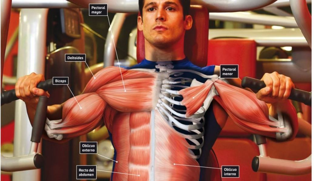 Cómo trabajar el pectoral