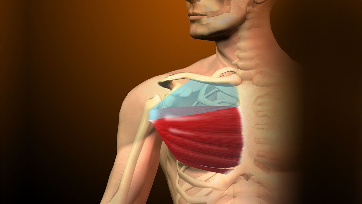 Fortalecer y estirar el pectoral mayor