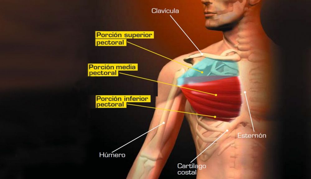 El pectoral mayor