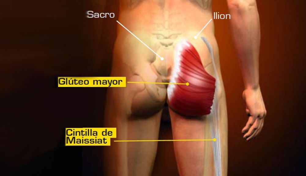 Fortalecer y estirar el glúteo mayor Fortalecer y estirar el glúteo mayor