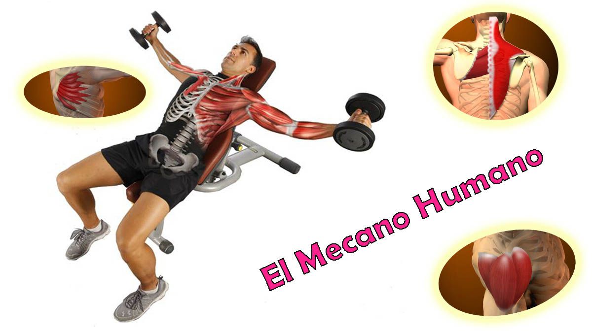 El Mecano Humano