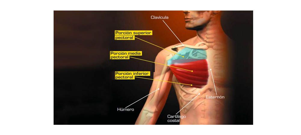 Pectoral mayor