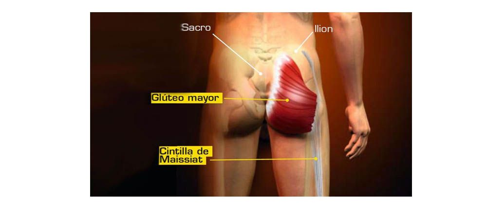 Glúteo mayor