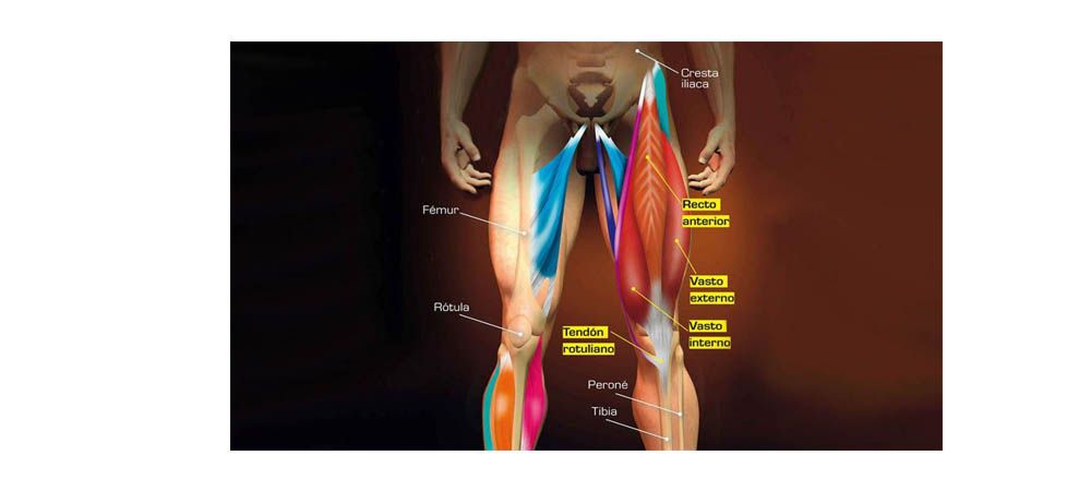 Extensores piernas