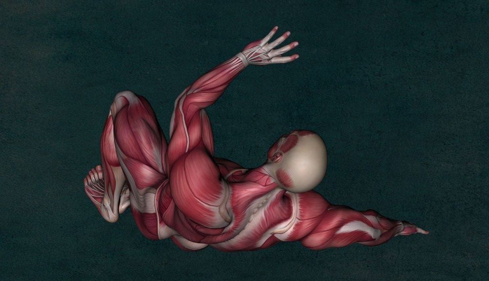 anatomy 2148324 1280