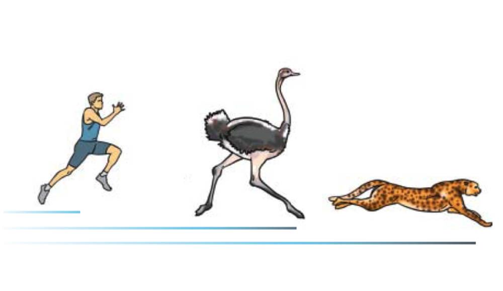 Velocidad