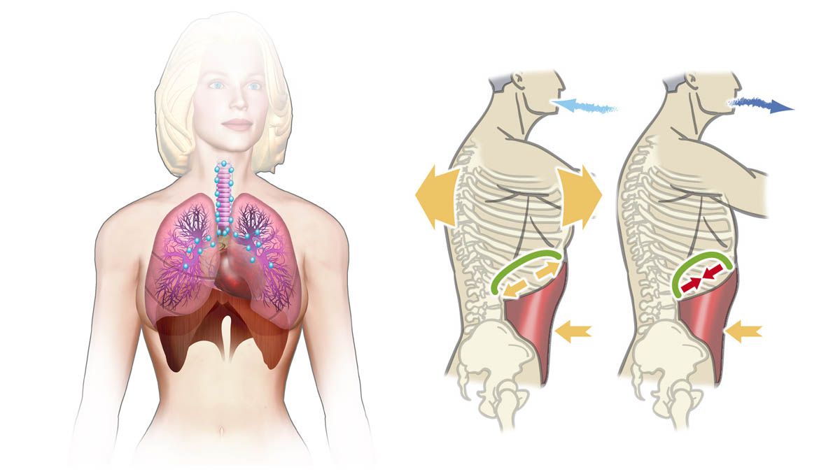El sistema respiratorio