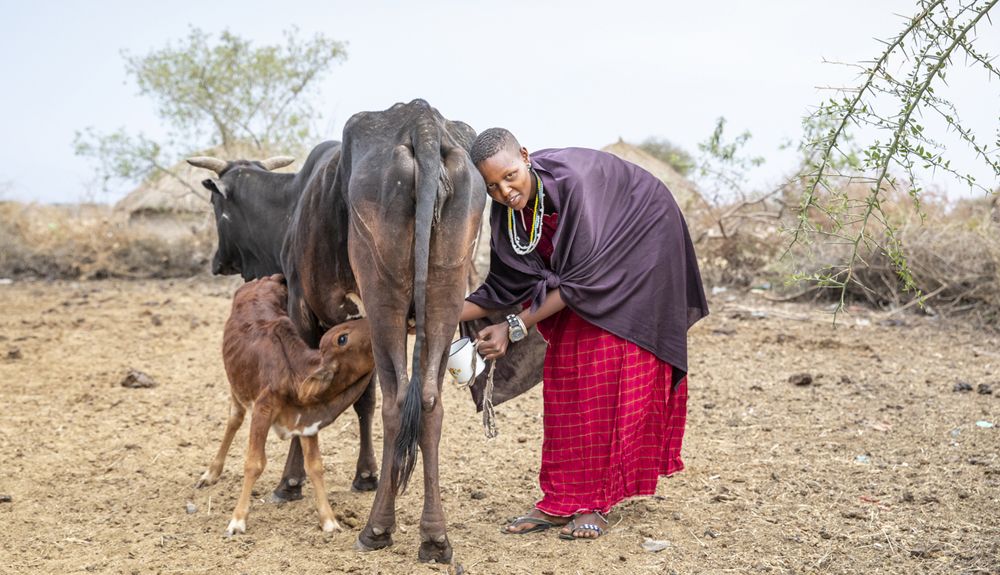 leche vaca masai