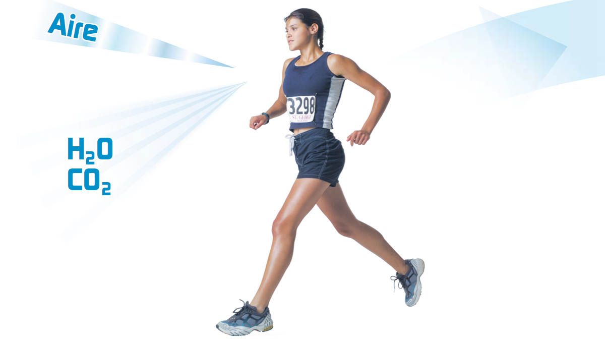 El cuerpo del deportista el consumo máximo de oxígeno
