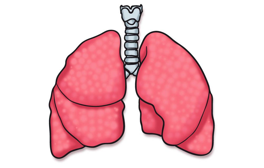 Pulmones