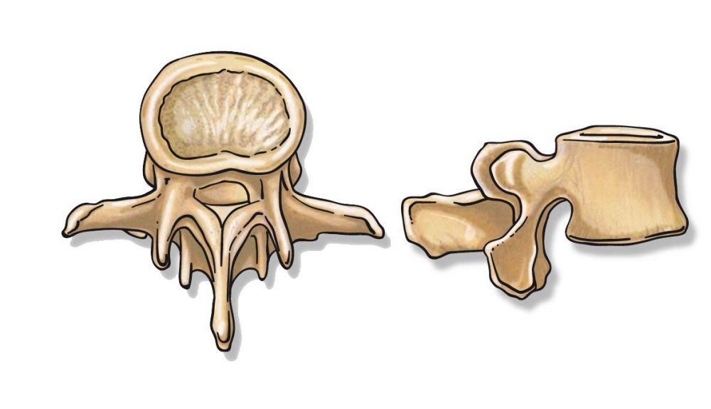 Lumbares Lumbares