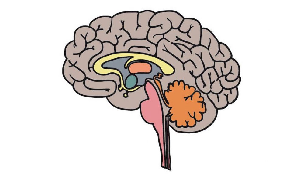 Cerebro