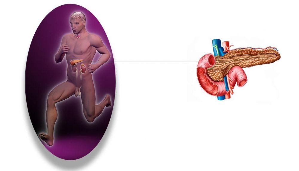 Pancreas