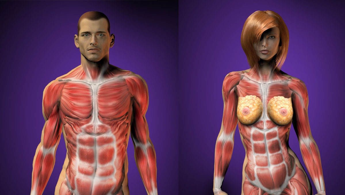 El cuerpo del deportista diferencias hombre y mujer