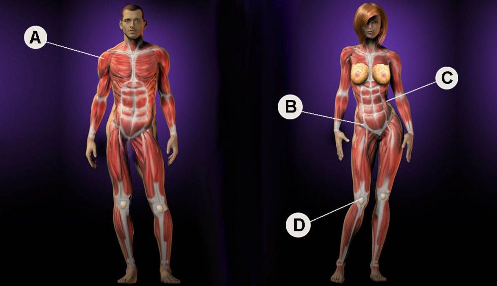 Diferencias hombre y mujer Diferencias hombre y mujer