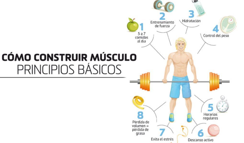 Los principios básicos para construir músculo