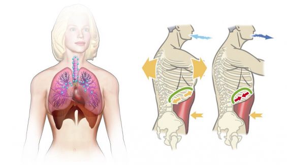 El sistema respiratorio