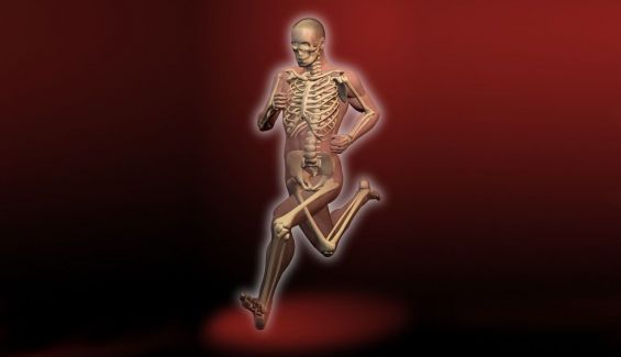 El cuerpo del deportista el sistema óseo