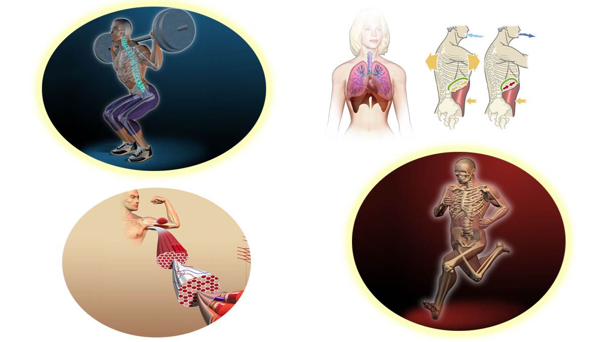 El cuerpo del deportista