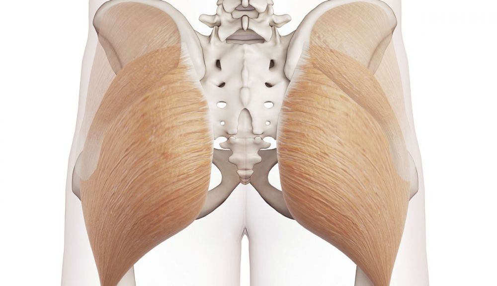 gluteo anatomia gluteo anatomia