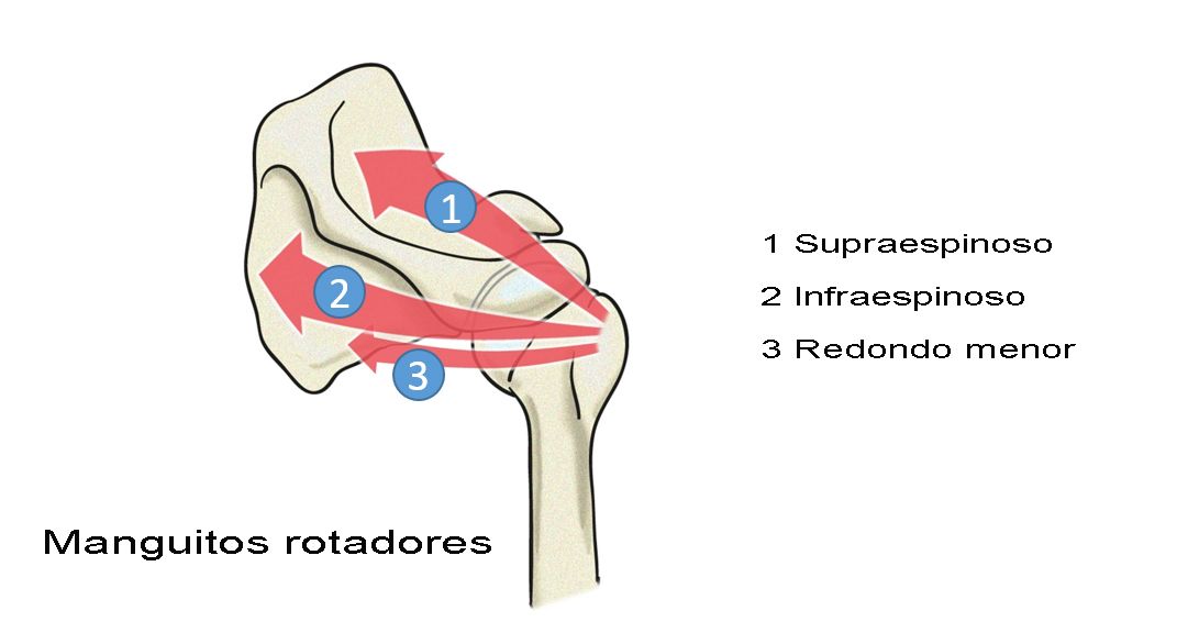 hombro musculos