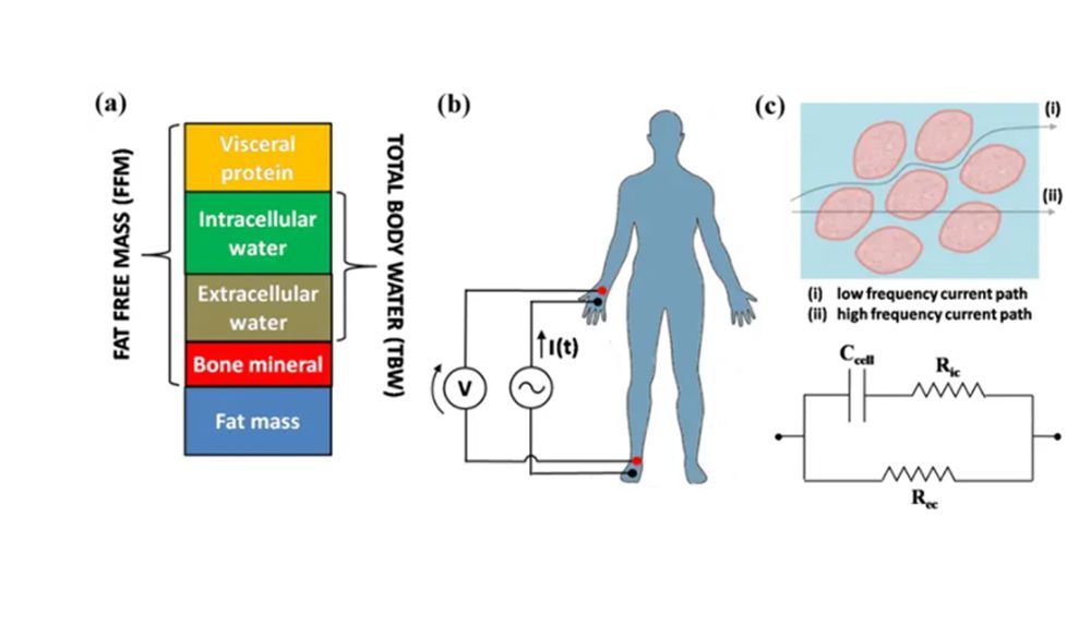 Sabes qué es una báscula de bioimpedancia?