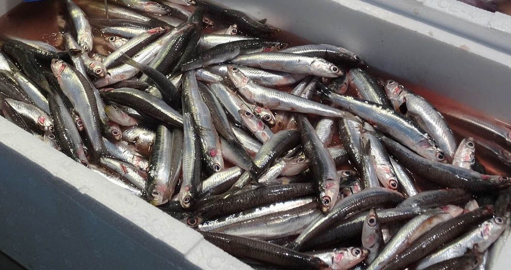 Boqueron Boqueron
