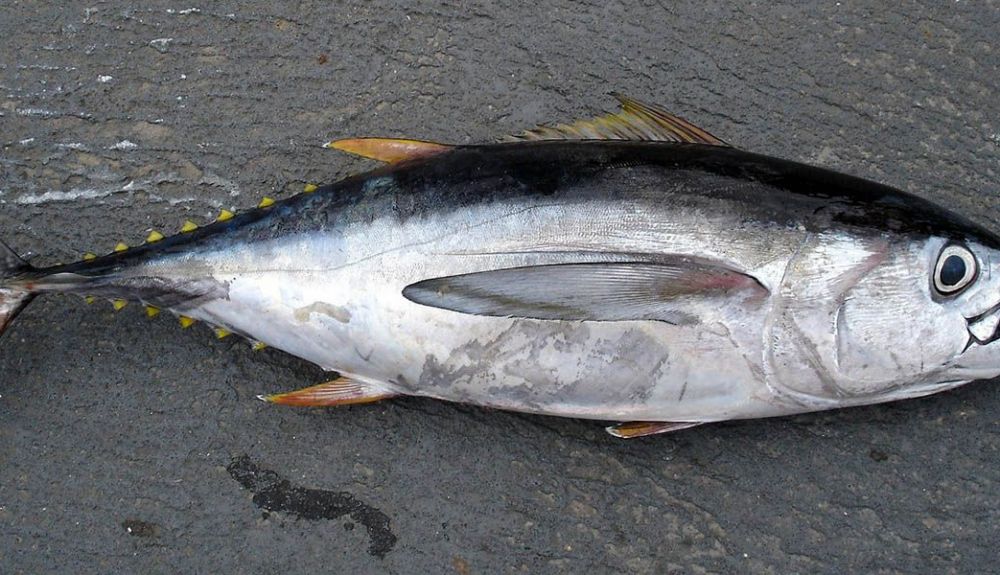 Atun Atun