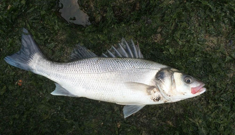 Lubina Lubina