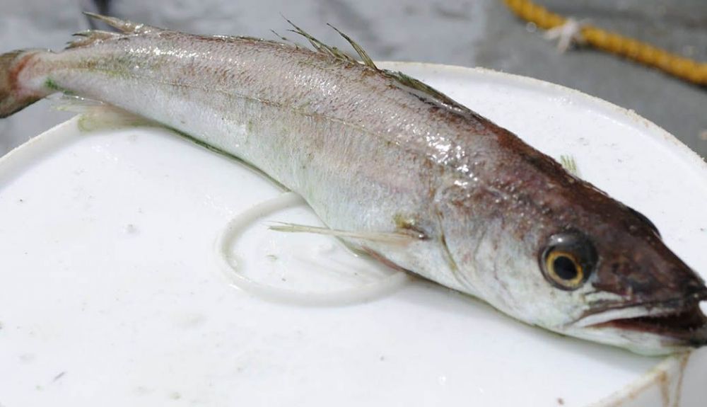 merluza merluza