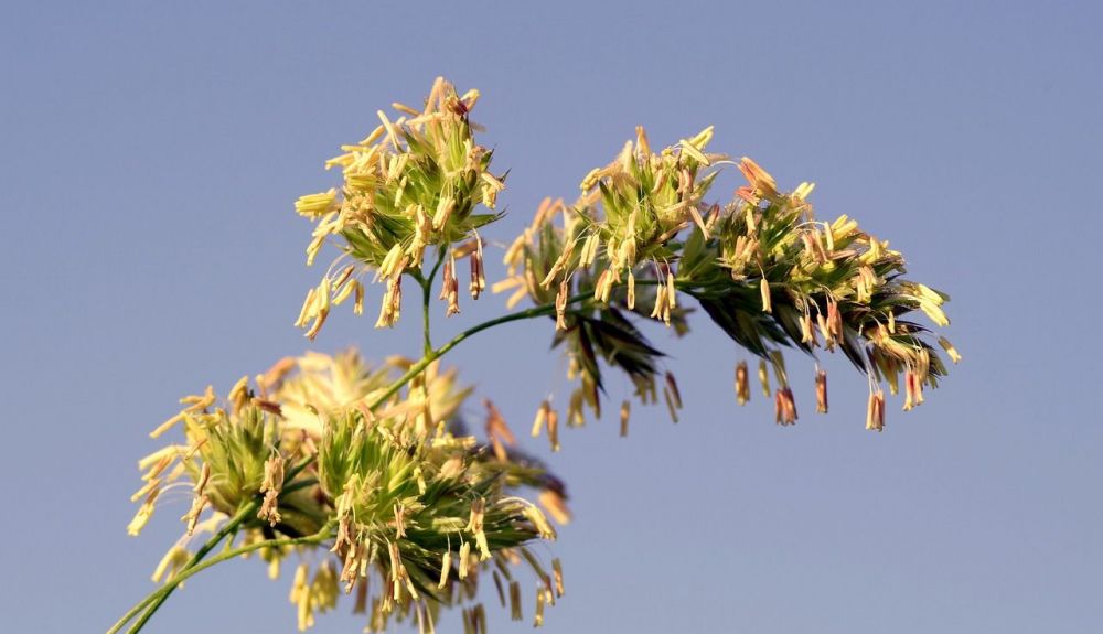 Alergia primaveral (4) Alergia primaveral (4)