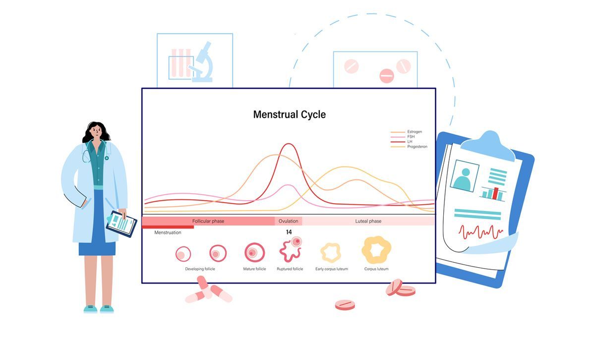 ciclo menstrual y deporte ciclo menstrual y deporte