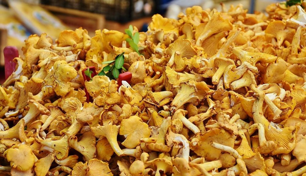Setas chanterelles