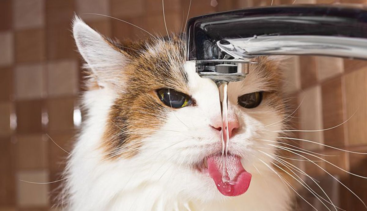 ¿Es mejor beber agua embotellada o del grifo?