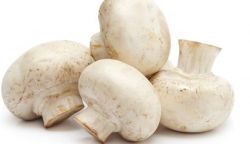 champiñon champiñon