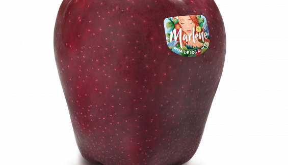 Red Delicius Red Chief RGB ES Artw Red Delicius Red Chief RGB ES Artw