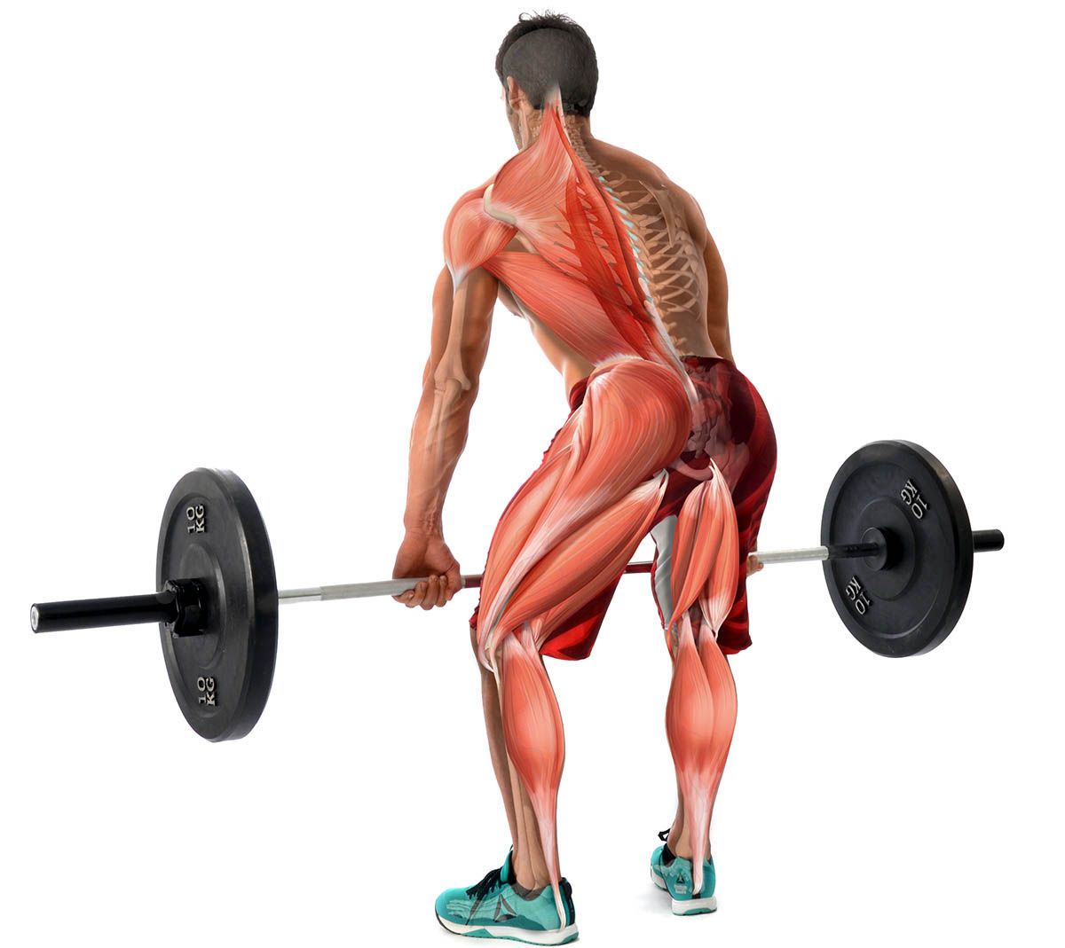 Info PM musculos Info PM musculos