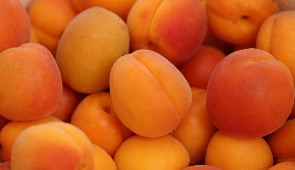 apricots 4210720 1280