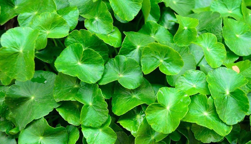 pennywort 2286508 1280 pennywort 2286508 1280