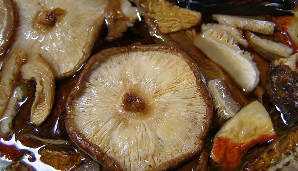 mushroom 1555015 960 720 mushroom 1555015 960 720