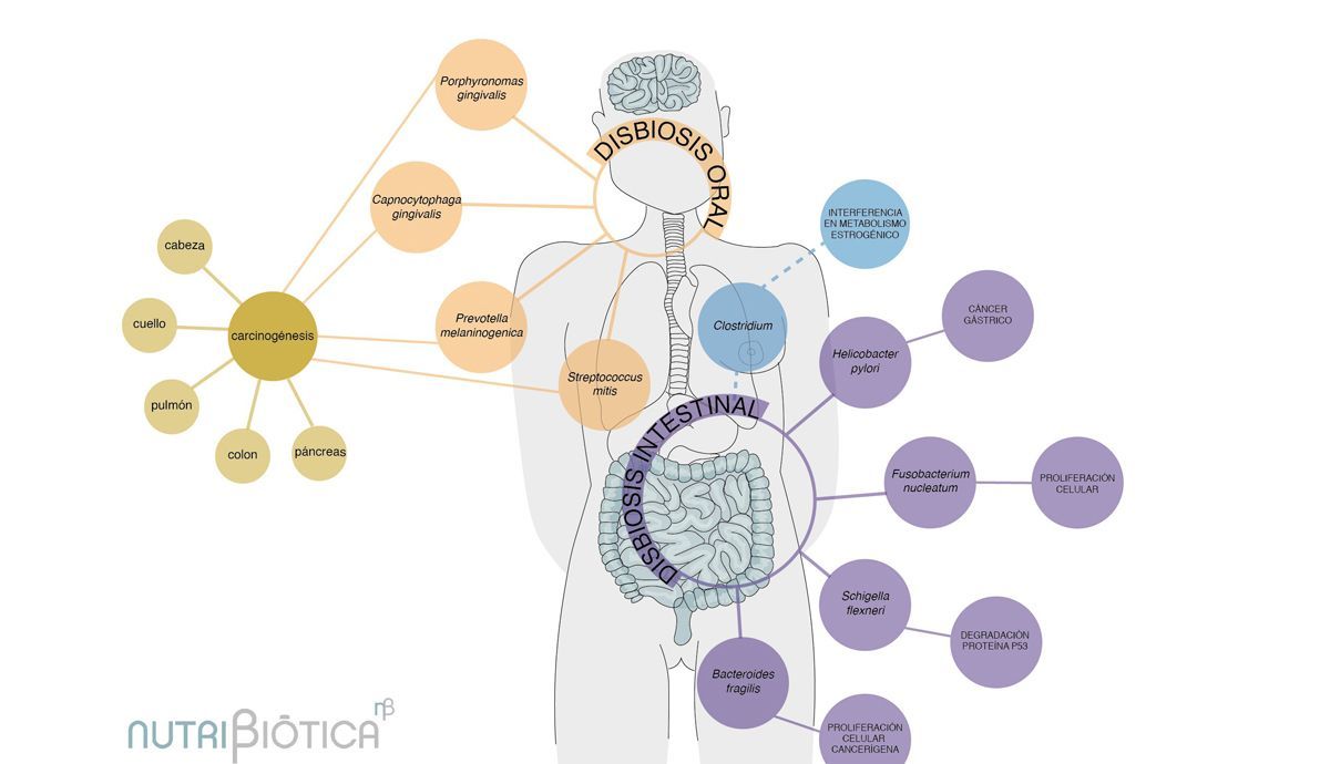 La microbiota y su relación con la salud La microbiota y su relación con la salud