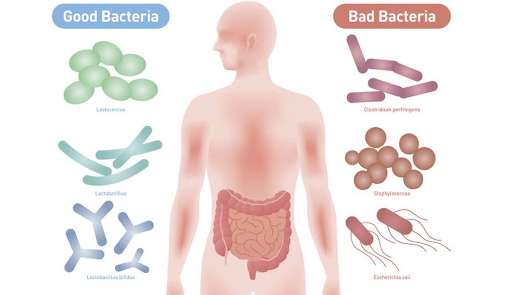 microbiota intestinal buenas y malas bacterias microbiota intestinal buenas y malas bacterias