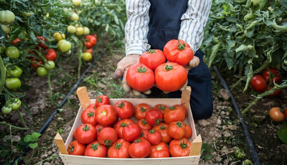 tomates huerta ecoiStock 609903170